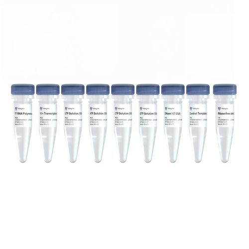 Reagenzkit / als Lösung - T7 - Nanjing Vazyme Medical Technology Co.,Ltd - für In-vitro-Transkription