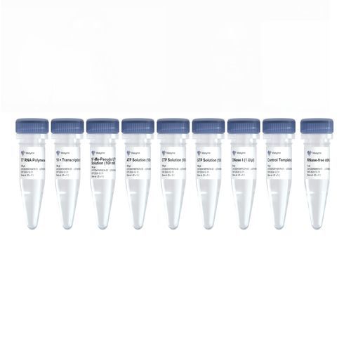 Reagenzkit / als Lösung - DD4202EN - Nanjing Vazyme Medical Technology Co.,Ltd - für In-vitro-Transkription