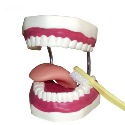 Anatomisches Modell / Gebiss - UM-A8-02 - Tangshan UMG Medical Instrument - Zunge / für die Zahnhygiene / für die Ausbildung