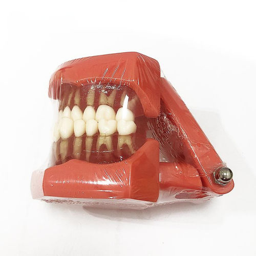 Anatomisches Modell / Gebiss -  UM-A15  - Tangshan UMG Medical Instrument - für Zahnbehandlung / für die Ausbildung / Kunststoff