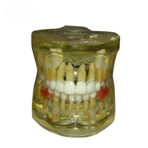 Anatomisches Modell / Gebiss - UM-7019 - Tangshan UMG Medical Instrument - für die Ausbildung / Harz / transparent