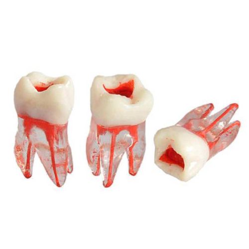 Anatomisches Wurzelkanalmodell - UM-8008 - Tangshan UMG Medical Instrument - Dental / für die Ausbildung / transparent