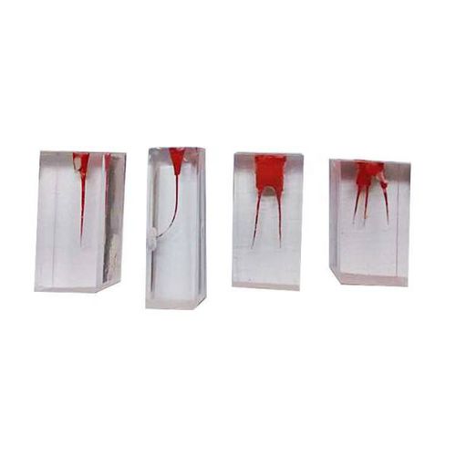 Anatomisches Wurzelkanalmodell - UM-LS2  - Tangshan UMG Medical Instrument - Dental / für die Ausbildung