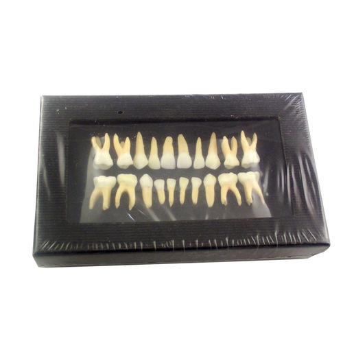 Anatomisches Modell / Zahn - UM-C7 - Tangshan UMG Medical Instrument - Dental / Ausbildung / zum Sezieren