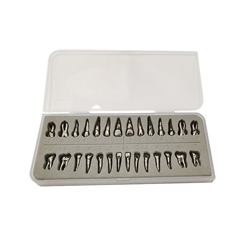 Anatomisches Modell / Zahn - UM-D13 - Tangshan UMG Medical Instrument - Dental / Ausbildung