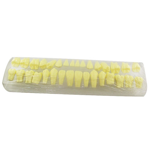 Anatomisches Modell / Zahn - UM-S18 - Tangshan UMG Medical Instrument - Dental / Ausbildung / Harz