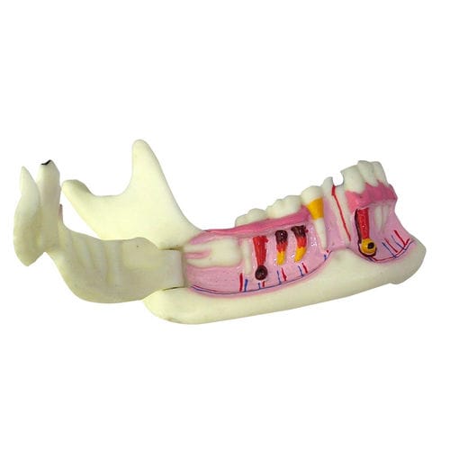Anatomisches Modell / Unterkiefer - UM-F6 - Tangshan UMG Medical Instrument - Zahn / für die Ausbildung / Harz