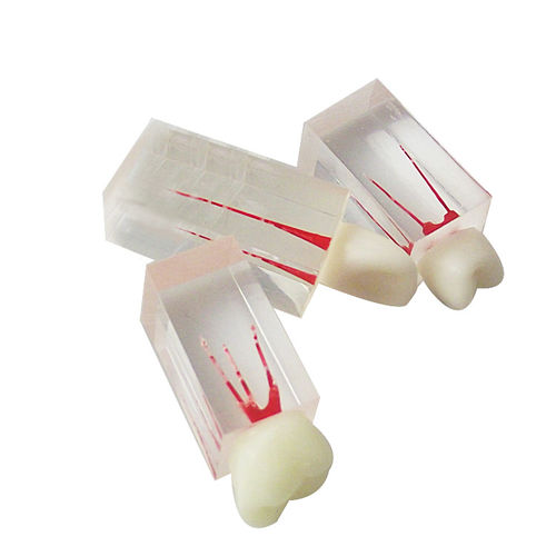 Anatomisches Modell / Zahn - UM-LS7 - Tangshan UMG Medical Instrument - Rückenmark / Wurzelkanal / Harz