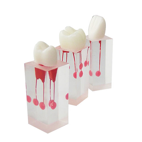Anatomisches Modell / Rückenmark - UM-LS3 - Tangshan UMG Medical Instrument - Wurzelkanal / Harz / transparent
