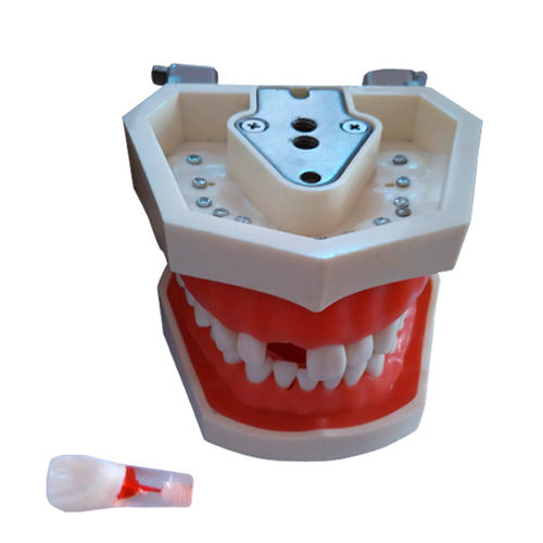 Anatomisches Modell / Gebiss - UM-L1 - Tangshan UMG Medical Instrument - Wurzelkanal / Ausbildung / Harz
