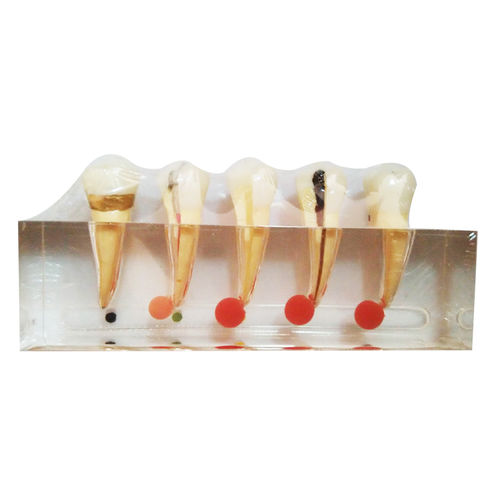 Anatomisches Modell / Zahn - UM-L3A - Tangshan UMG Medical Instrument - Wurzelkanal / Dental / für klinische Behandlungen