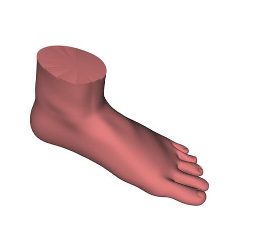 Anatomisches Modell / Fuß - HUM-P - manikinmate - Knöchel / Ausbildung / für Injektionen