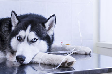 Intravenöses Infusionsset für die Veterinärmedizin - BQ170015 - BQ+ Medical - mit Filter zur Vorbeugung von Partikel-Kontaminationen / mit Y-Verbinder