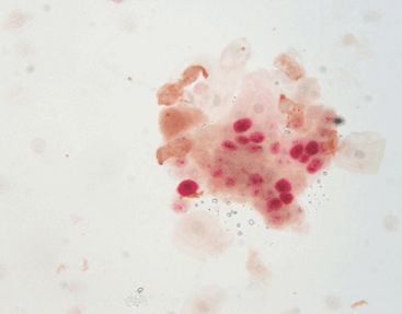 Färbelösungs-Reagenzkit - SD9001 - Celnovte Biotechnology Co., Ltd. - Antikörper / Farbstoff / für Forschungszwecke