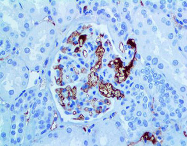 Monoklonaler Antikörper - CIM-0140 - Celnovte Biotechnology Co., Ltd. - polyklonaler Antikörper / für Forschungszwecke / Gewebe