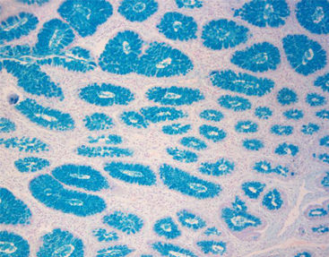Farbstoff Reagenzkit - Celnovte Biotechnology Co., Ltd. - Farbstoff / für die Histologie / flüssig