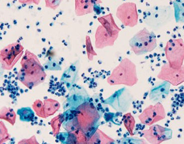 Farbstoff Reagenzkit - Celnovte Biotechnology Co., Ltd. - Farbstoff / für die Histologie