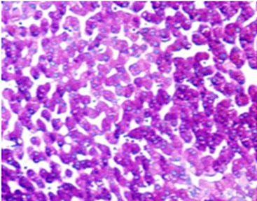 Farbstoff Reagenzkit - PAS - Celnovte Biotechnology Co., Ltd. - für die Histologie / flüssig
