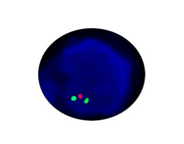 Testkit für Typhus - CF1045 - Celnovte Biotechnology Co., Ltd. - für Forschungszwecke / für Prostatakrebs / Onkologie