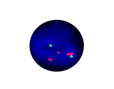 Testkit für Typhus - CF1307 - Celnovte Biotechnology Co., Ltd. - für Forschungszwecke / für Krebserkrankungen / Gene