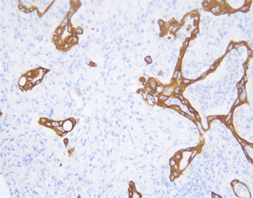 Monoklonaler Antikörper - CCM-1003 - Celnovte Biotechnology Co., Ltd. - polyklonaler Antikörper / für Forschungszwecke / Gewebe