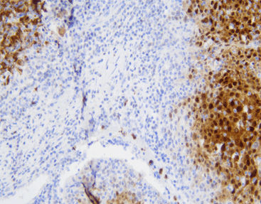 Monoklonaler Antikörper - CSM-0121 - Celnovte Biotechnology Co., Ltd. - polyklonaler Antikörper / für Forschungszwecke / Gewebe