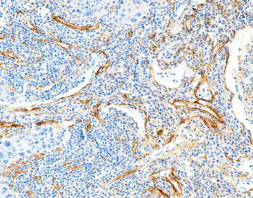 Antikörper - CCM-1132 - Celnovte Biotechnology Co., Ltd. - Färbelösung / Farbstoff / Collagenbeschichtung