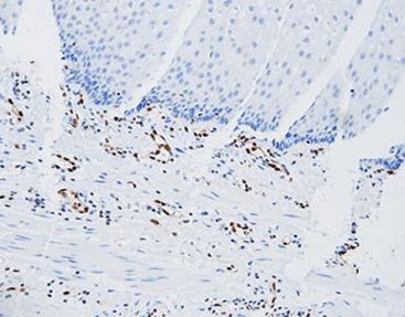 Färbelösungs-Reagenz - CER-0071 - Celnovte Biotechnology Co., Ltd. - Antikörper / Farbstoff / Gewebe