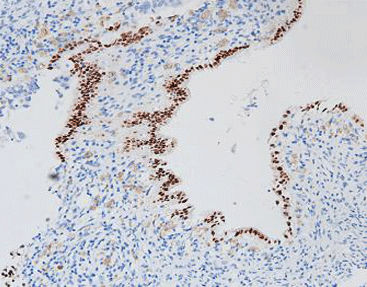 Färbelösungs-Reagenz - CPR-0232 - Celnovte Biotechnology Co., Ltd. - Antikörper / Farbstoff / Gewebe
