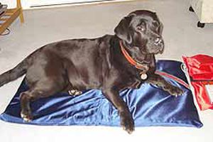 Magnettherapieeinheit für Hunde - PEMF - FMBs - Matratze