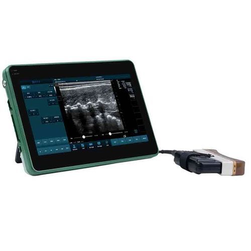 Lendenfett Scanner / für Rinder - BXL-DZ20 - Zhengzhou Boxianglai Electronic Sci-tech Co.,Ltd - für Schafe / für Katzen / für Hunde