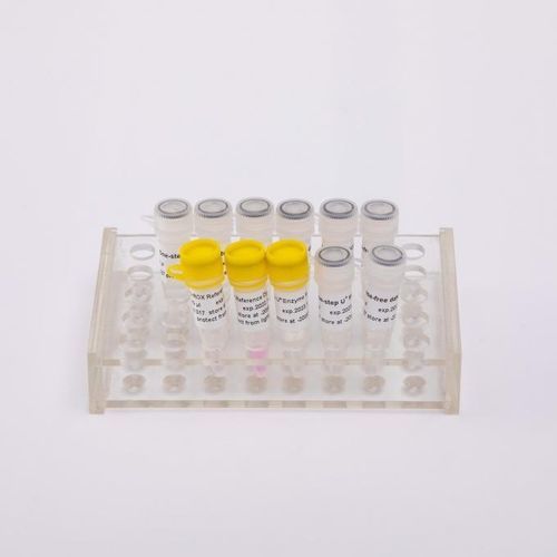 Taq-Polymerase-Reagenz - V5001 - Guangzhou Dongsheng Biotech Co., Ltd. - umgekehrte Transkriptase / für Forschungszwecke / für RT-qPCR