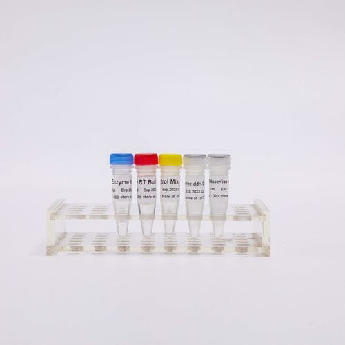Reagenzkit / umgekehrte Transkriptase - R1031 - Guangzhou Dongsheng Biotech Co., Ltd. - Farbstoff / für RT-PCR / für qPCR