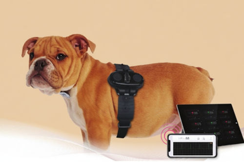 EKG-Patientenmonitor - ARGOS - Digiray - Wearable / Temperatur / Herzfrequenz