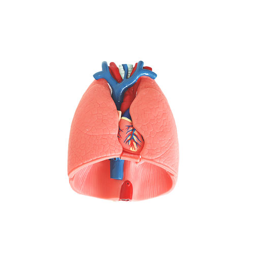 Anatomisches Herzmodell - RS 01 - MeiWo Science - Lungen / für die Ausbildung / Hydrogel