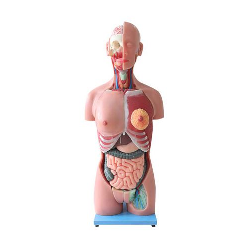 Anatomisches Modell / Rumpf - DS 03 - MeiWo Science - für die Ausbildung / Hydrogel / mit Muskulatur