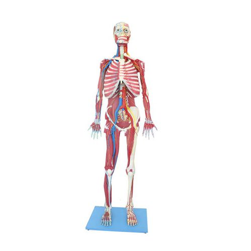 Anatomisches Modell / Ganzkörper - MeiWo Science