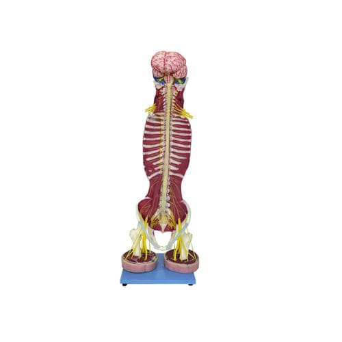 Anatomisches Modell / Wirbel - NS 01 - MeiWo Science - Rückenmark / für die Ausbildung / Hydrogel