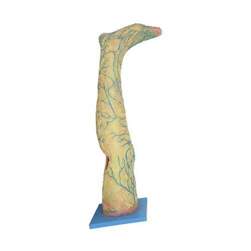 Anatomisches Modell / Fuß - CS 04 - MeiWo Science - Bein / Vene / für die Ausbildung