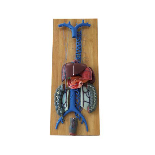 Anatomisches Modell / Vene - CS 08 - MeiWo Science - für die Ausbildung / Hydrogel / mit Nerven