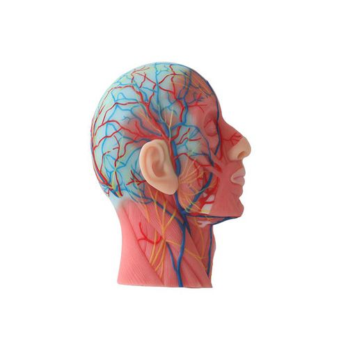 Anatomisches Modell / Kopf - CS 09 - MeiWo Science - für die Ausbildung / Hydrogel / mit Muskulatur