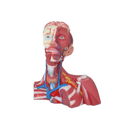 Anatomisches Modell / Vena-Cava - CS 12 - MeiWo Science - für die Ausbildung / Hydrogel / mit Muskulatur