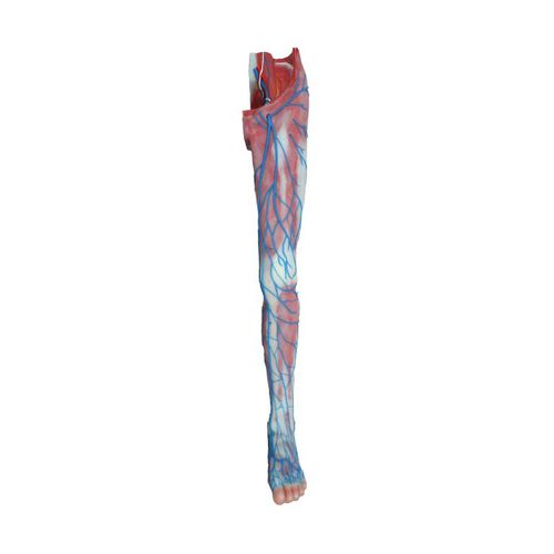 Anatomisches Modell / Vene - CS 14 - MeiWo Science - untere Extremitäten / für die Ausbildung / Hydrogel
