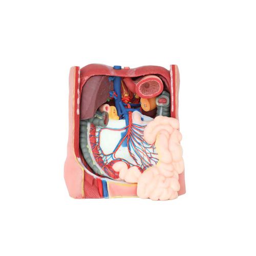 Anatomisches Modell / Abdomen - DS 07 - MeiWo Science - für die Ausbildung / Hydrogel / mit Nerven