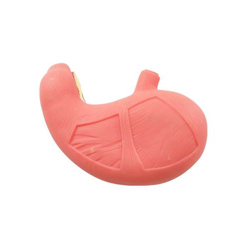 Gastrisches anatomisches Modell - DS 08 - MeiWo Science - für die Ausbildung / Hydrogel / mit Muskulatur