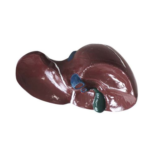 Anatomisches Modell / Leber - DS 09 - MeiWo Science - Gallenblase / für die Ausbildung / Hydrogel