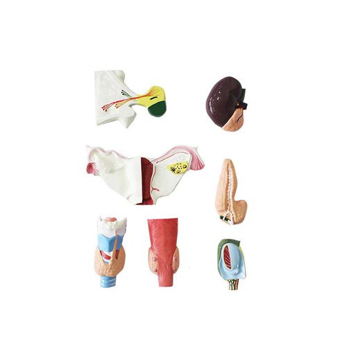 Anatomisches Modell / Bauchspeicheldrüse - ES 01 - MeiWo Science - Ovarien / Schilddrüse / Nebenniere