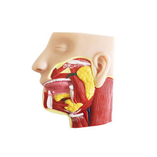 Gesicht anatomisches Modell - ES 02 - MeiWo Science - für die Ausbildung / Hydrogel / mit Muskulatur