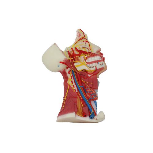 Anatomisches Modell / Nerv - NS 02 - MeiWo Science - Schädel / für die Ausbildung / Silikon