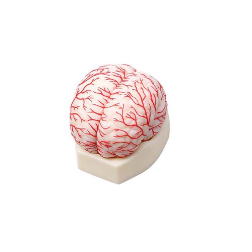 Anatomisches Gehirnmodell - NS 03 - MeiWo Science - Hirnarterien / für die Ausbildung / Hydrogel